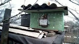 Ролик седьмой. Ловушка для пчел. Пчелы с ноля в ульях Варрэ. Женское пчеловодство.