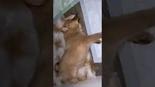 КФЛ Ева 1 м и 2 г 1 м. 