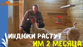 Индюки Хайбрид Конвертер- вес в 2 месяца. 