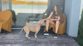 ‼️Hulk a mâncat lebedele de la Serenity Resort⁉️🐶