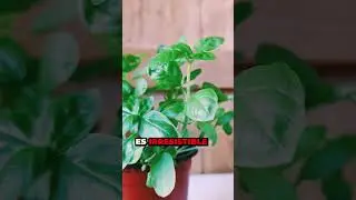 Aromas del Paraíso: Hierbabuena, Albahaca, Eneldo | 3 Plantas Aromáticas para tu Jardín - Parte 2 🍀