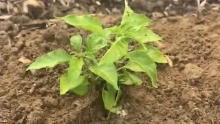 how Photosynthesis is in action