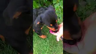 Miracle gardener works for food!