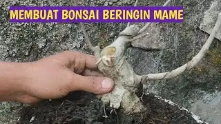 CARA MEMBUAT BONSAI BERINGIN MAME