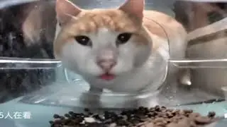 коты.mp4 20 minutes