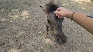 horsing 🐎 around with indi - my equestrian pony experience 🙈🙊🙉😎☀️💛