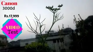Canon 3000d video test