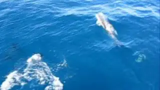 Dolphins 0002