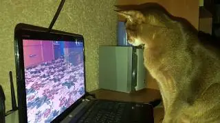 Merry Christmas and Happy New Year! Abyssinian cat Monterey watches a video