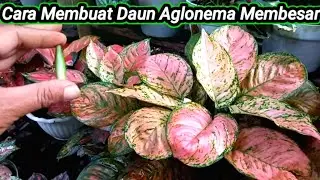 How to Care for Aglonema to Grow Large Leaves