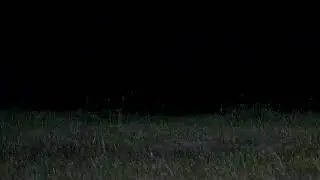 fireflies 6 20 24