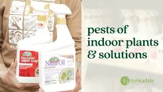 Pests of Indoor Plants & Solutions