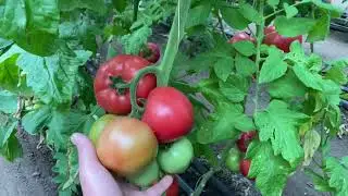 Тл 18304 Розовый томат
