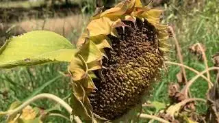Marchitamiento de el Girasol🌻 y algunas imágenes