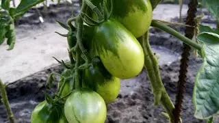 Томаты которые я сажать не буду.