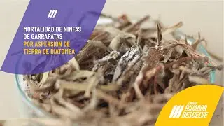 ✅ Beneficios de la tierra de diatomea | Mortalidad