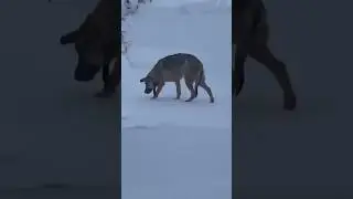 ПЫТАЛИСЬ СПАСТИ🙏