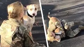 Кажется, Собака не Узнала Хозяйку После Разлуки. Но Через Секунду - Вот Это Реакция!