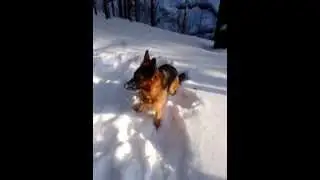 Васаби играет в снегу