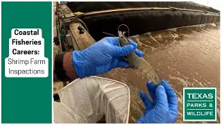 Coastal Fisheries Careers | Inspecting Shrimp Farms
