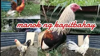 MGA MANOK NI BOSS OGIE BAMBANG BULAKAN BULACAN#BAKWITTV