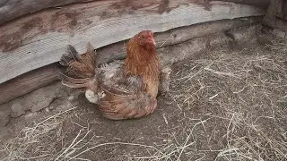 A MIRACLE ADDITION TO OUR FARM! THE CHICKENS ARE TAKING THEIR FIRST STEPS!