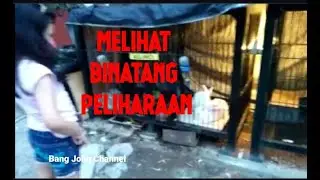 Melihat Binatang Peliharaan