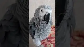 Попугай Гоша