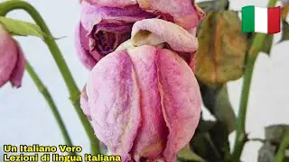 LA RICONOSCENZA NON È DI QUESTO MONDO | UIV Un Italiano Vero - Lezioni di lingua italiana 🇮🇹