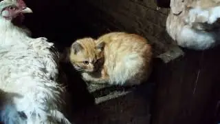 Корова не кроется.