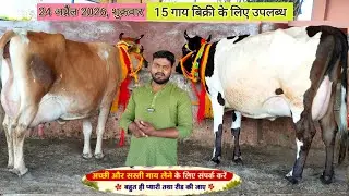 Govind rajput dairy farm bithoor | 25 दूध वाली गाय सेल के लिए उपलब्ध है | Hf sahiwal Jersey cow #cow