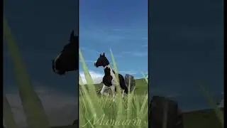 My boy🖤 #starstableonline #sso #starstable #лошади #roblox #horse #games #gaming