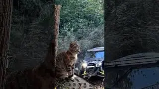 #Meme #relax #funny #foryou #nawesoło #romania🇷🇴 #maverickx3turbo #maverickx3 #cat #catsoftiktok