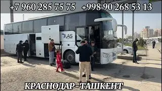 Краснодар Ташкент автобус 2023,краснодар-ташкент Krasnodar Tashkent avtobus 