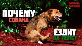 Собака катается на попе. Это опасно?  Как лечить?