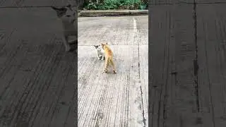 ALPA MALE CAT BULLY SMALL RANK CAT