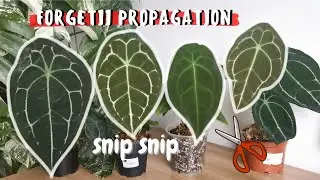 FORGETII PROPAGATION // Propagating Anthuriums