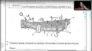 Разбираем пробник от ФИПИ. ЕГЭ по биологии 2024