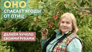 Как защитить ягоды в саду от птиц: делаем 