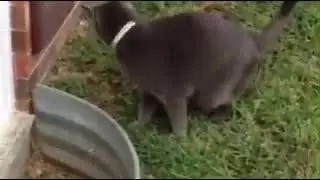 Кот в несознанке