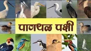 अंबाजोगाईच्या रानवाटा... | भाग 2 पाणपक्षी | Ambajogai | Wildlife Documentary | Marathi Version