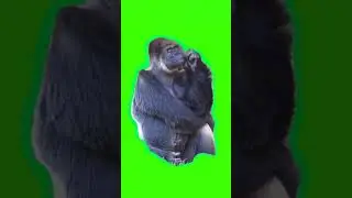 El mono pensador chroma key
