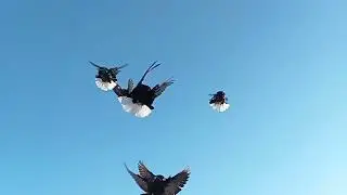 Мелитопольские голуби. Спасибо Вам...