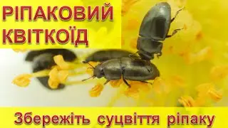 Цветоед на рапсе: сохраните соцветия рапса.