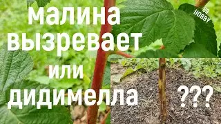 Как отличить вызревающий побег МАЛИНЫ от ДИДИМЕЛЛЫ!