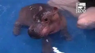 Baby Hippo Fiona - Episode 3 Bigger & Better - Cincinnati Zoo