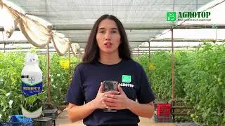 Белокрылка - опасный вредитель! Способы борьбы с ним.