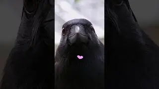 Crow and Ravens are very Smart and Emotional Birds! 🐦‍⬛ They have Feelings too!