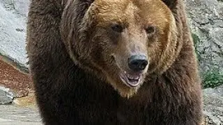 медведь бежит за парнем,   Если бы не автобус!