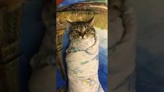 Смешные животные